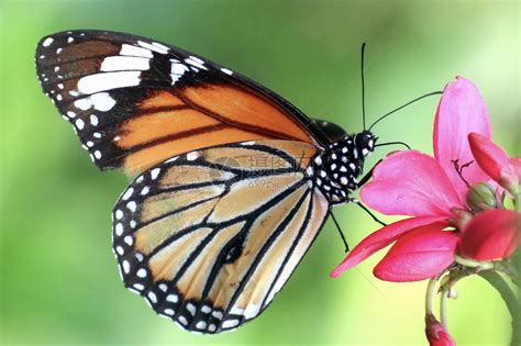 关于蝴蝶的种类和资料简介