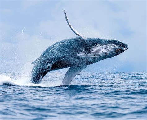 关于鲸鱼的古风句子