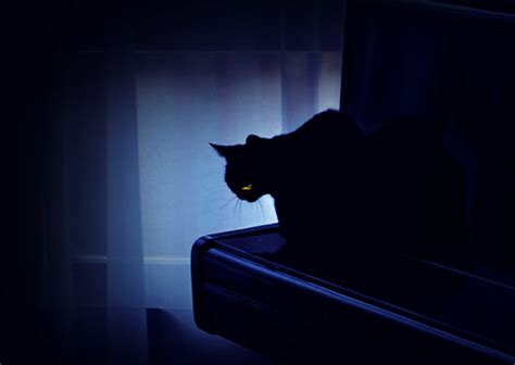 关于黑猫的恐怖小故事