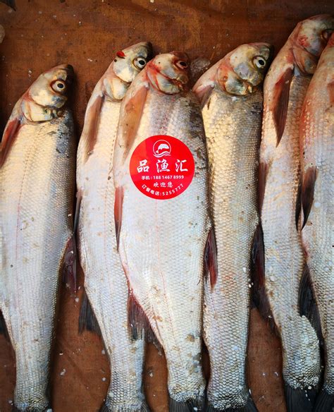 兴凯湖大白条鱼价格多少一斤