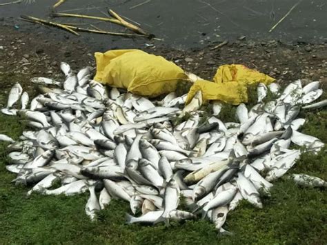 养殖场死了十几万鱼