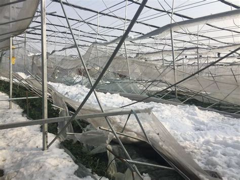 养殖大棚被大雪压塌怎么办