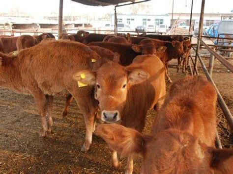 养殖肉牛专业合作社取名