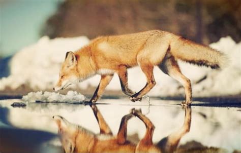 养狐狸有什么迷信说法