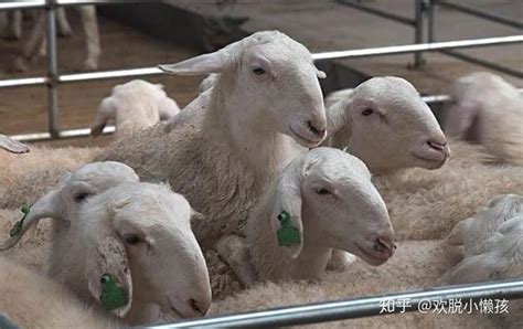 养羊的家庭农场取名大全