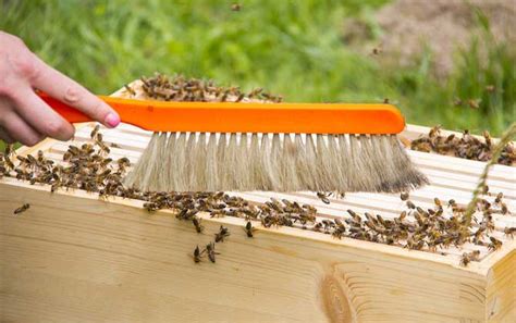 养蜂专用方法