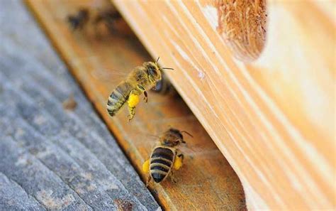 养蜜蜂的方法
