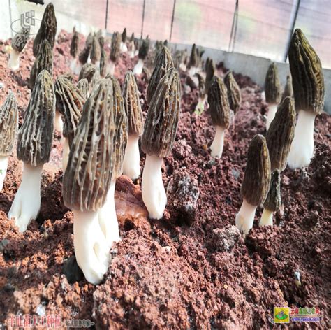 内蒙古羊肚菌反季节种植基地