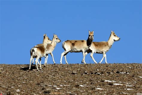 内蒙古边境出现大批野生黄羊