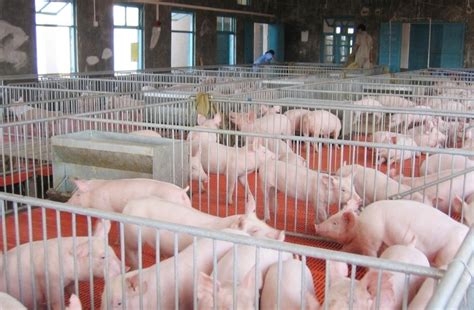 农业养猪公司起名大全最新