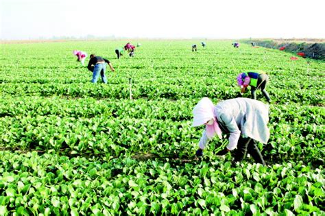 农业农村工作增强农民收入是关键