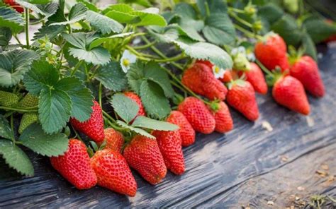 冬天草莓种植技巧