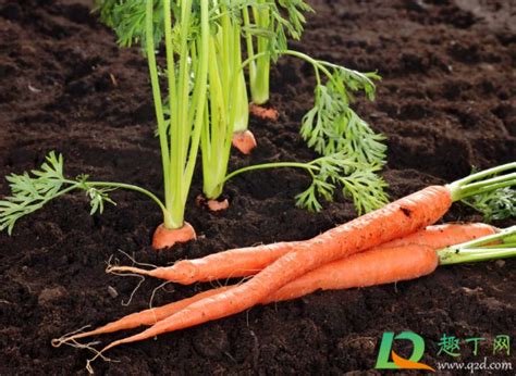 冬季可以种植韩国萝卜吗