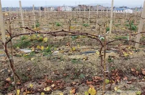 冬季种植葡萄注意事项