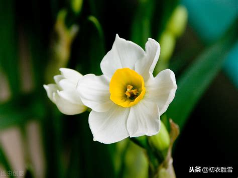 凌波仙子是什么花的品种