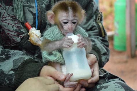 刚出生小猴子