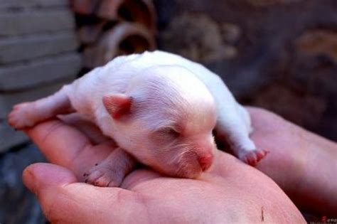 刚出生的小奶狗起名字