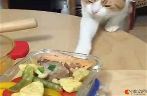 刚出生的流浪猫应该吃什么