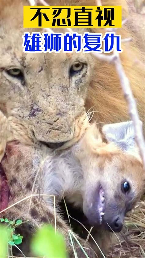 动物世界狮子复仇