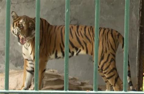 动物园回应老虎挨饿的原因
