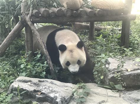 北京动物园最红大熊猫