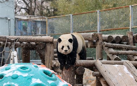 北京动物园网红大熊猫萌兰
