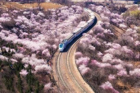北京花海列车