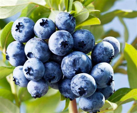 北方应该种什么品种的蓝莓