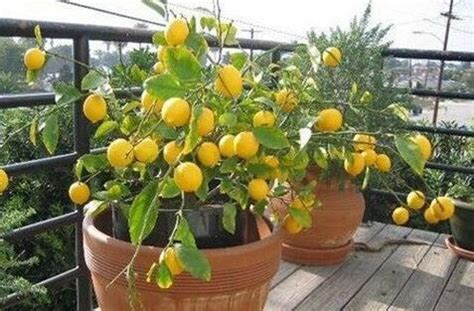 北方柠檬盆栽用什么土