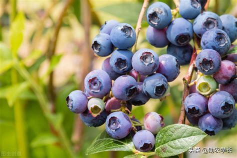 北方种什么蓝莓品种好种
