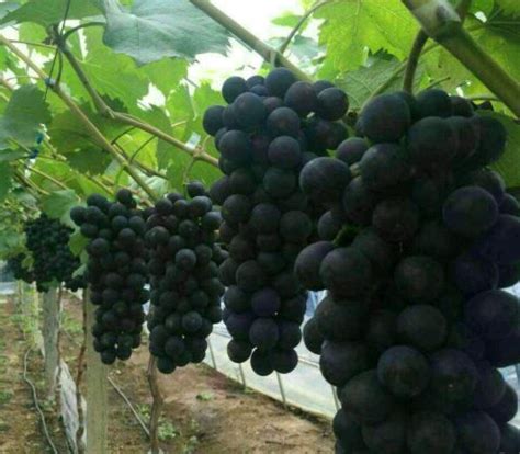 北方种植葡萄的时间