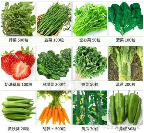 北方能种植哪些蔬菜