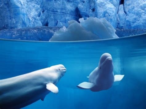北极海白鲸