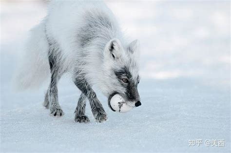 北极狐吃什么
