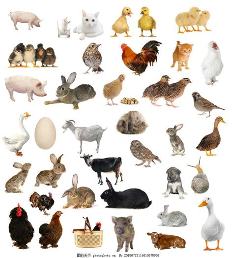 十五种家禽