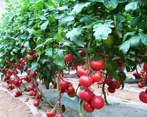 十棵番茄种能有多少收获