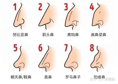 十种鼻型分类图