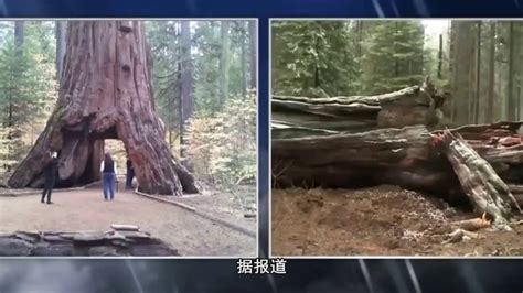 千年古树被挖空做成隧道