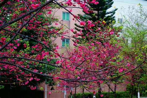华南农业大学植物学排名