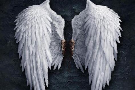 单翅的天使316