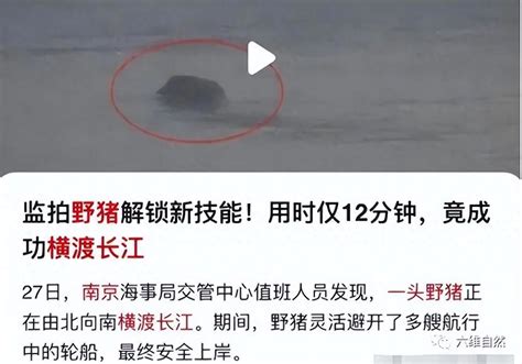 南京一头野猪横渡长江图片