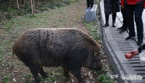 南京中山陵野猪