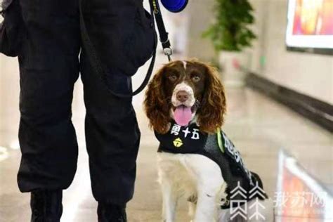 南京地铁警犬