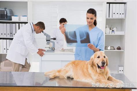 南京当兽医工资多少