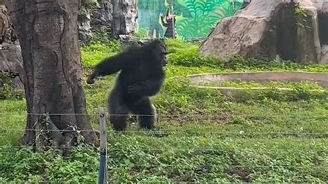 南宁动物园猩猩向游客扔屎