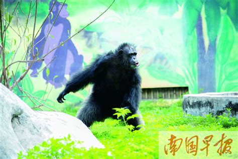 南宁动物园黑猩猩扔棍子