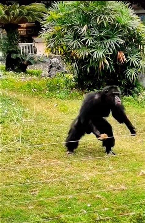 南宁动物园黑猩猩搞怪行为