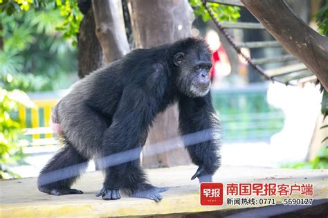 南宁动物园黑猩猩被关