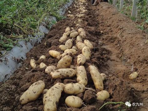 南方土豆种植技术视频