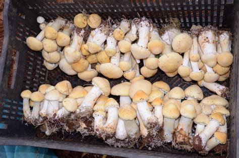 南方大球盖菇最新种植技术